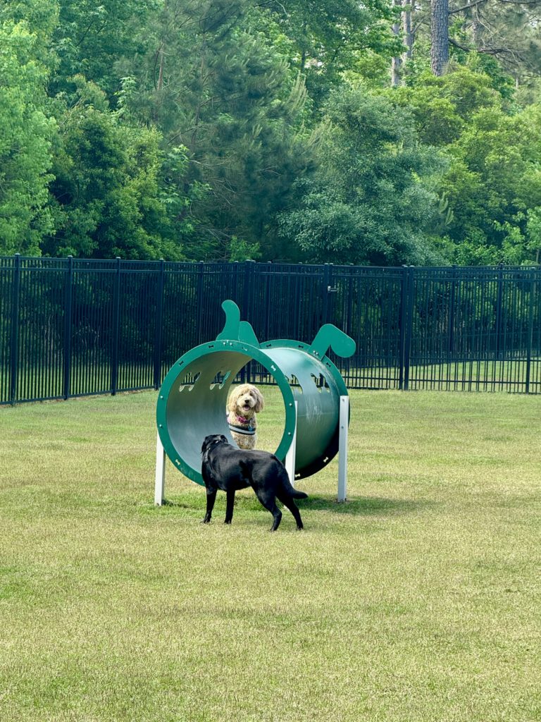 IMG 1670 RV Camping with Dogs: A Complete Guide to Our Pet Amenities